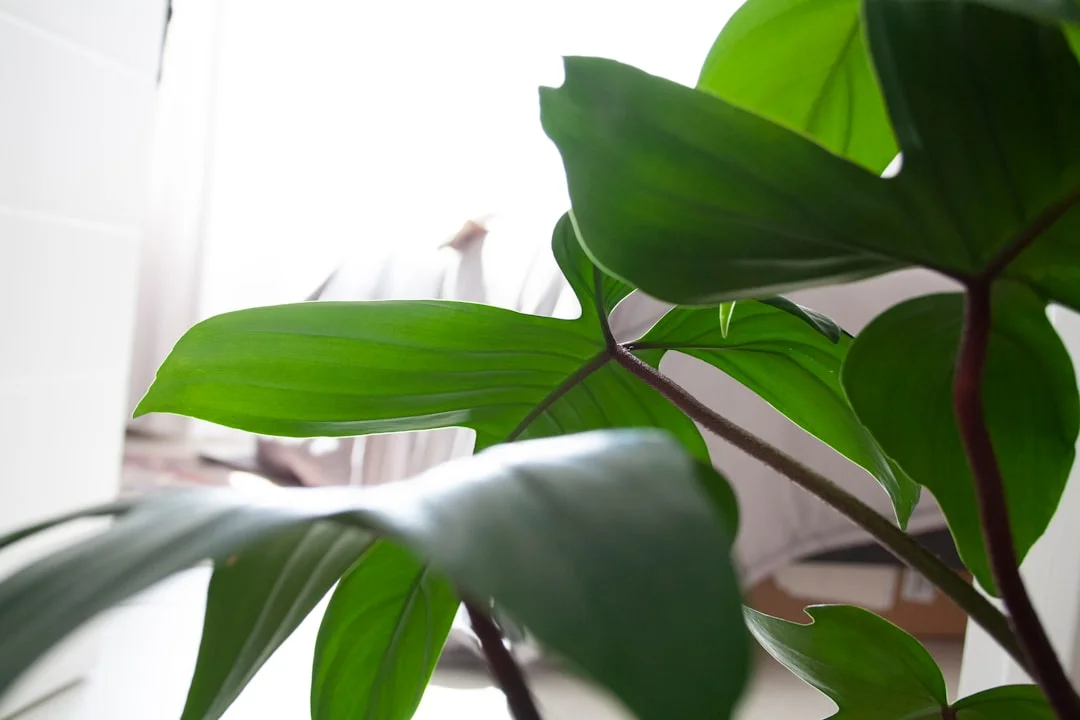 식물로 집 안에 그린 인테리어 만들기 - 홈가드닝 시작 가이드